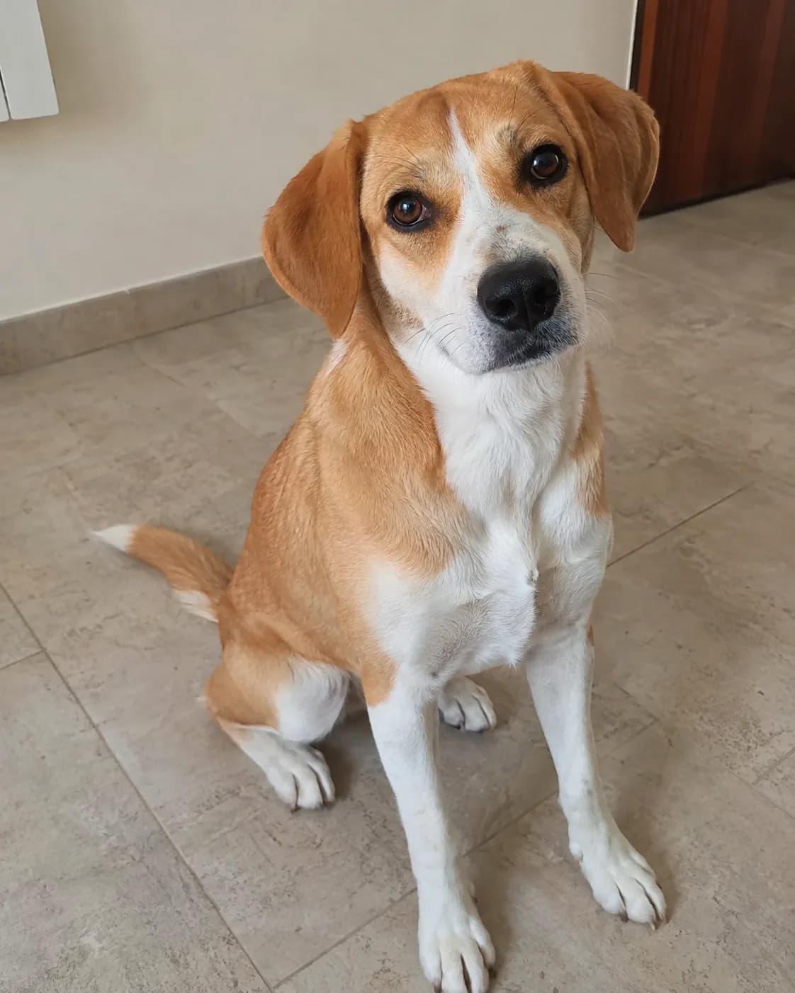 Brown-and-white dog with a white face stripe, on a tiled floor.